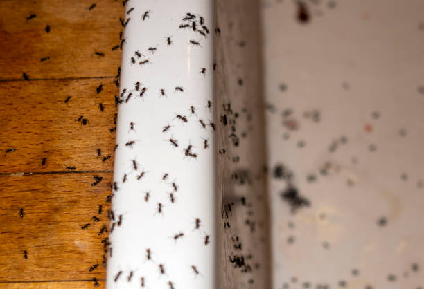 Best Pest Prevention Services  in Atascocita, TX