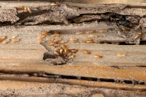Best Bed Bug Extermination  in Atascocita, TX